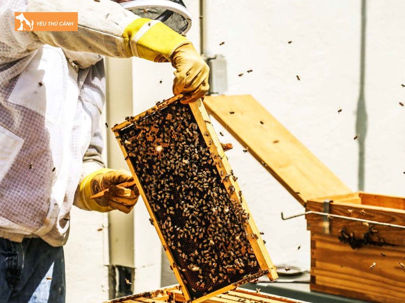 Chuan-bi-to-nuoi-ong1-thucanh