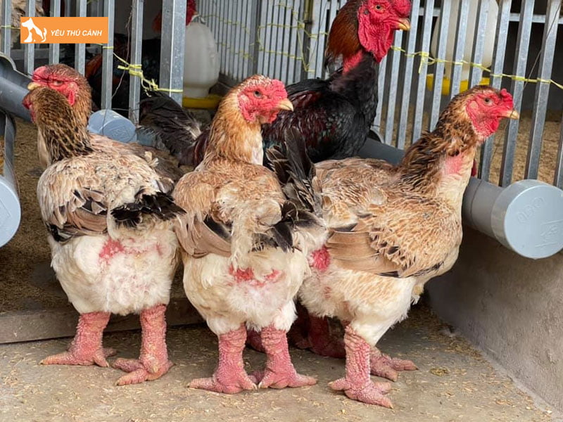 Dieu-kien-nuoi-thucanh