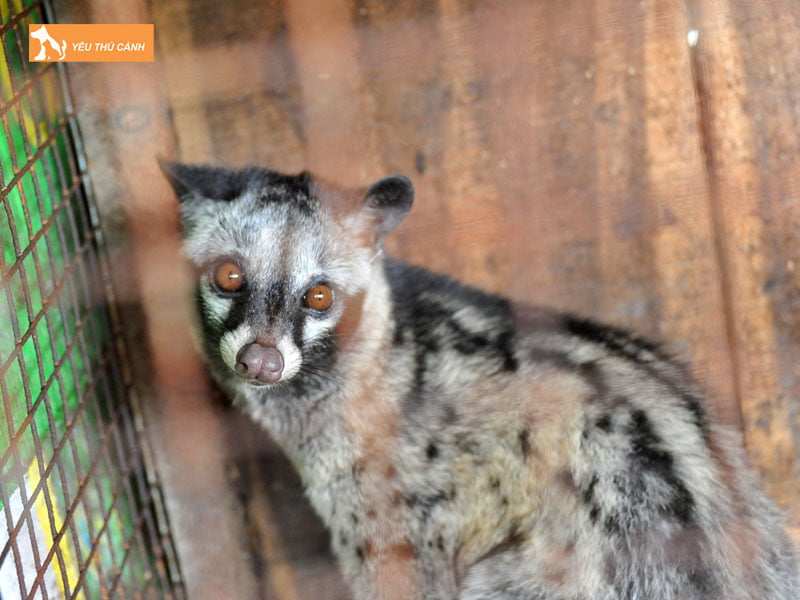 gioi-thieu-so-luoc-ve-chon-huong-thucanh