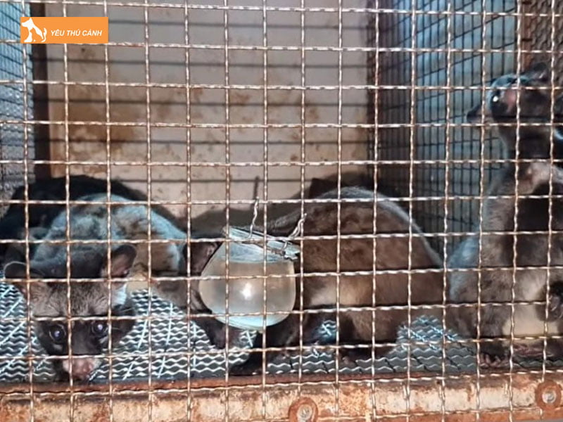 lam-chuong-nuoi-nhot-cay-huong-thucanh