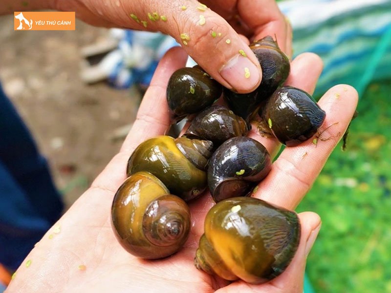 Lua-chon-dia-diem-lam-ao-nuoi-oc-buou-den-thucanh