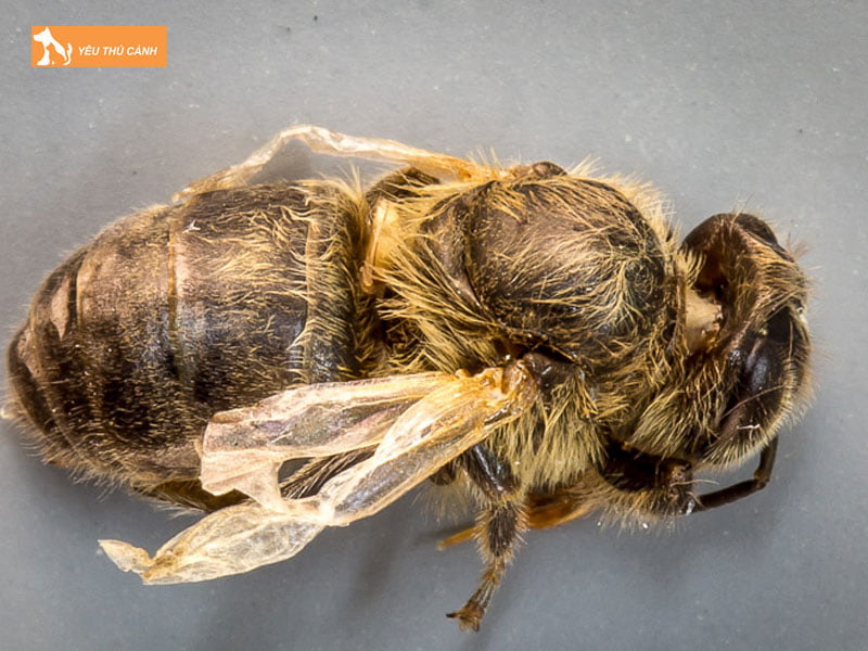 Mot-so-benh-thuong-gap-o-ong-thucanh