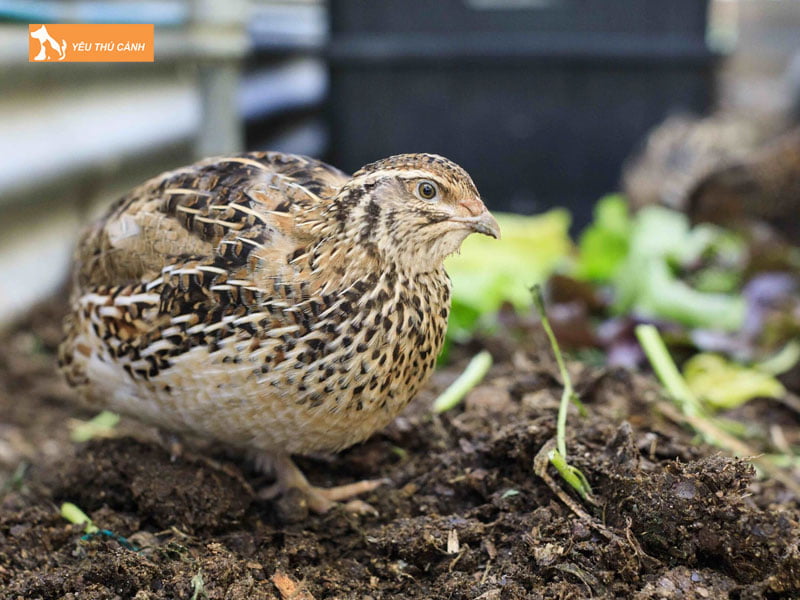 Phong-benh-cho-chim-cut-thucanh