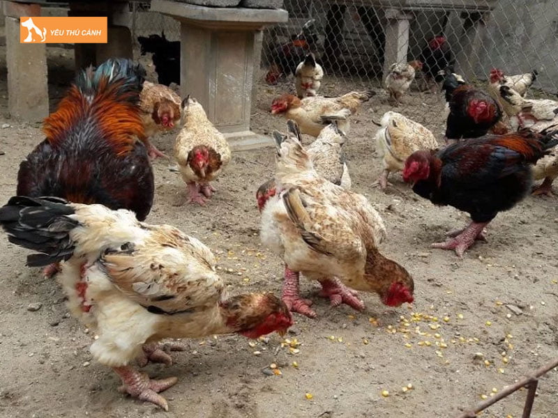 Phong-benh-cho-ga-dong-tao-thucanh