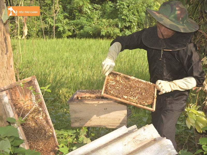 Phuong-phap-thu-hoach-mat-ong-thucanh