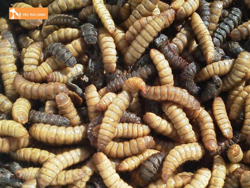 Thu-hoach-au-trung-thucanh