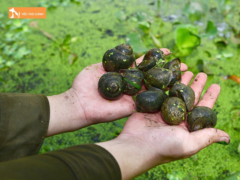 Thu-hoach-oc-thuong-pham-thucanh