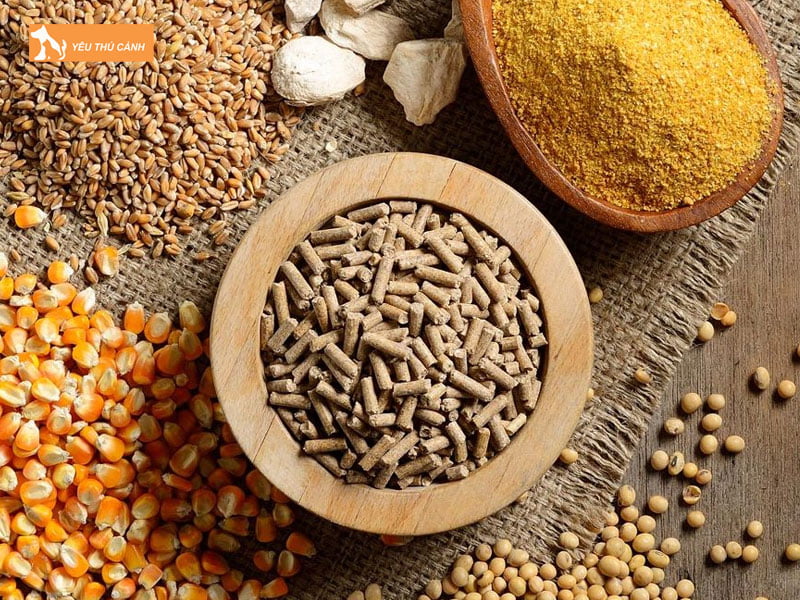 Thuc-an-cho-ca-chep-gion-thucanh