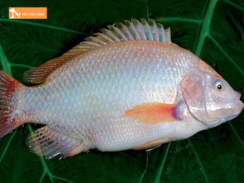 Ca-dieu-hong-la-ca-gi-thucanh