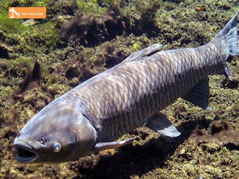 Cac-benh-pho-bien-o-ca-tram-co-thucanh