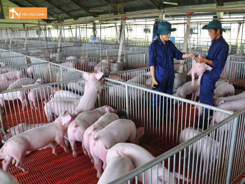 Cac-nuoi-theo-thit-dung-cach-thucanh