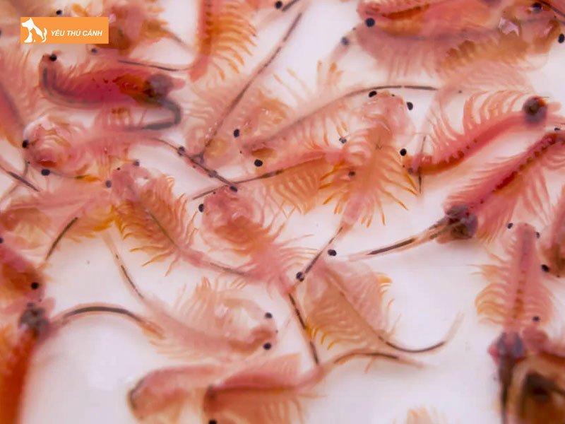 Cach-cho-artemia-nuoc-ngot-truong-thanh-an-thucanh