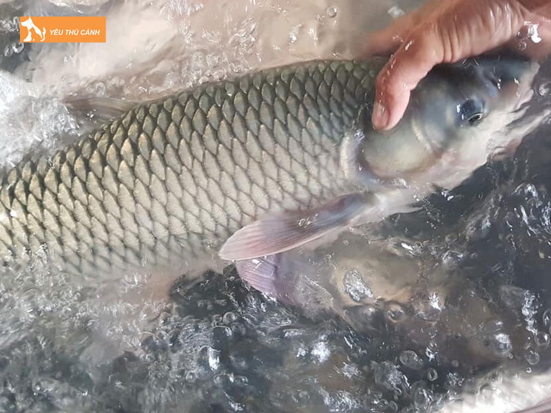 Cach-chon-ca-tram-co-giong-thucanh