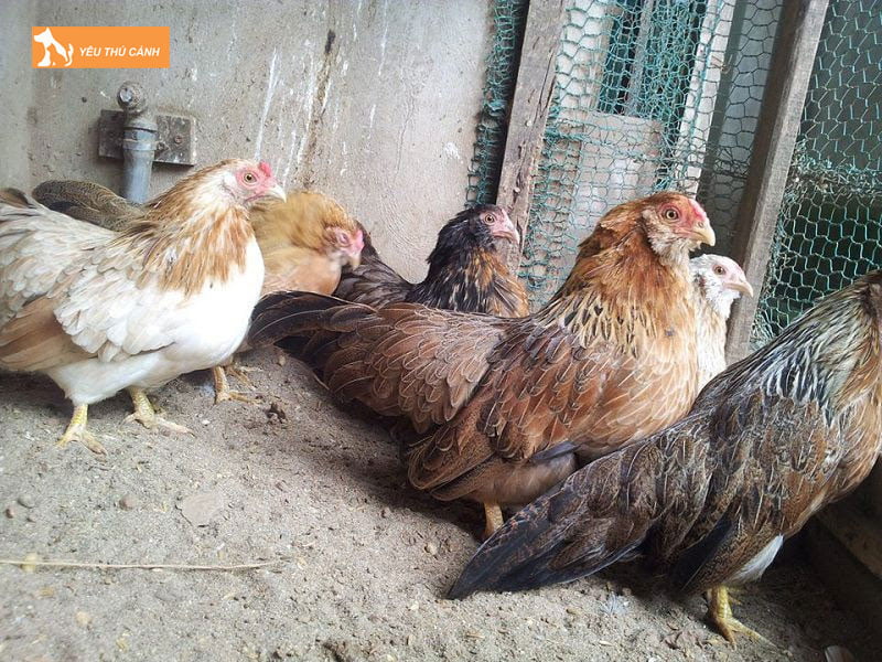 Cach-chon-giong-ga-tre-thucanh