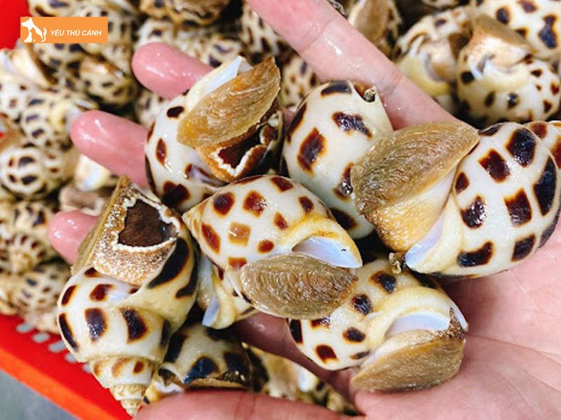 Cach-chon-giong-thucanh