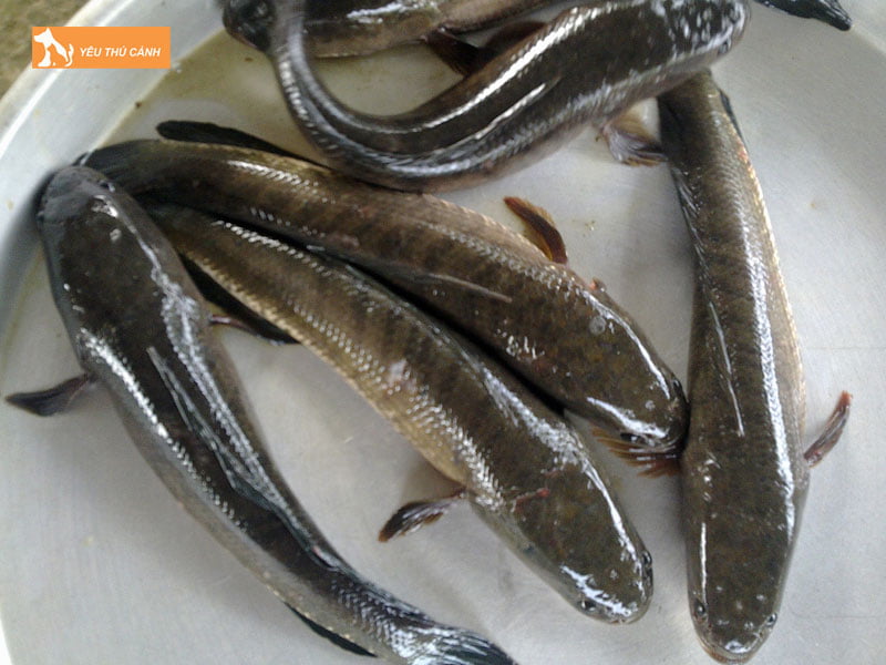 Cach-chon-giong-va-tha-giong-thucanh