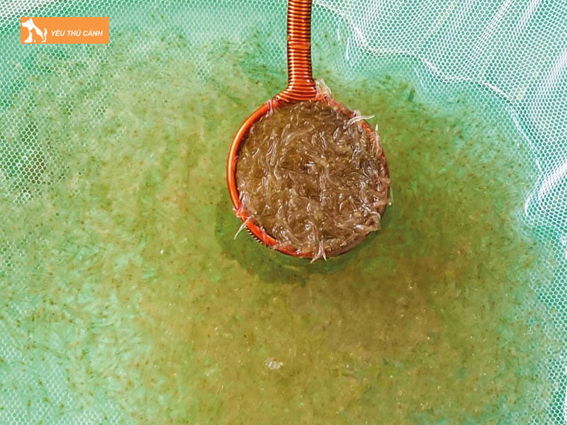 Cach-chon-giong-va-tha-tom-thucanh