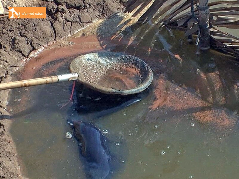 Cach-nuoi-artemia-nuoc-ngot1-thucanh