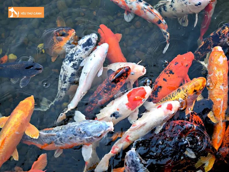 Cach-nuoi-ca-koi-khong-can-oxy-co-duoc-khong-thucanh