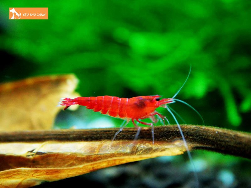 Cach-nuoi-tep-canh-it-bi-chet-thucanh