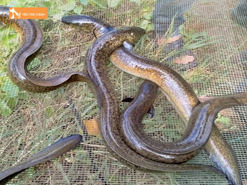 Cach-tha-ca-chinh-ao-dat-thucanh