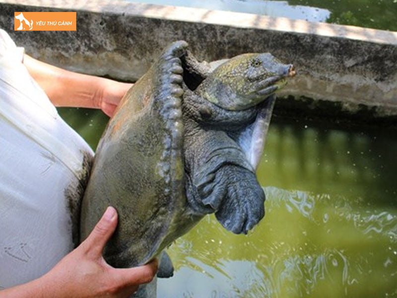 Cham-soc-cua-dinh-hang-ngay-thucanh