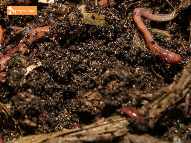Cham-soc-giun-thucanh