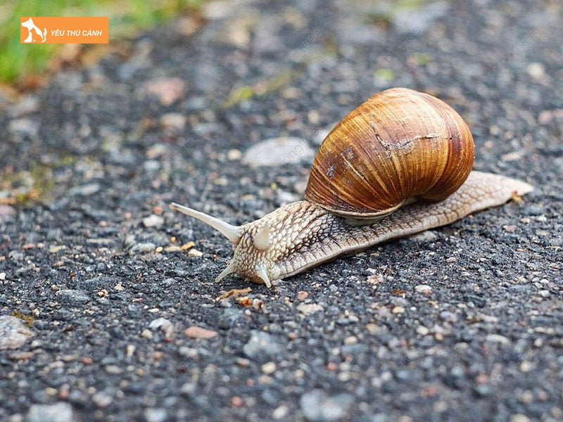 Cham-soc-oc-sen-thucanh