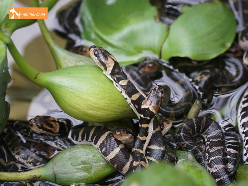 Cham-soc-ran-thucanh