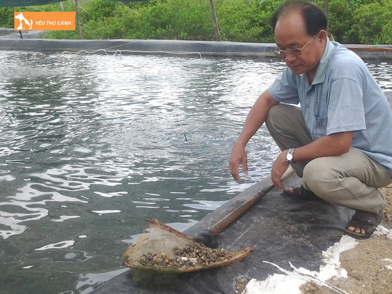 Cham-soc-va-quan-ly-oc-thucanh