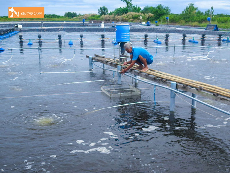 Cham-soc-va-quan-ly-tom-thucanh