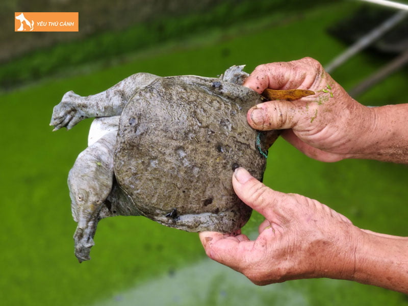 Che-do-dinh-duong-cho-cua-dinh-thucanh