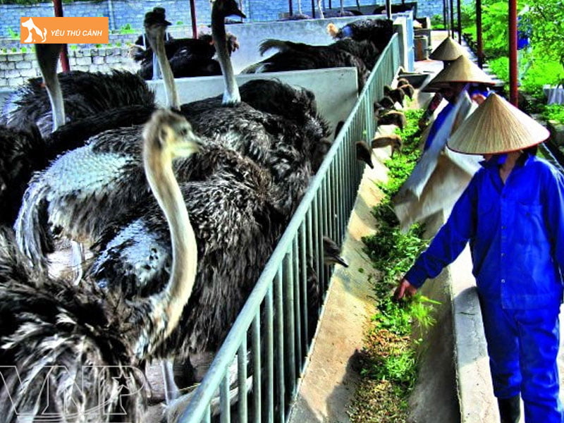 Che-do-dinh-duong-thucanh