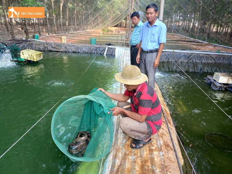 Chon-ca-chach-giong-thucanh