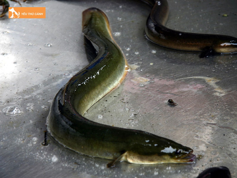 Chuan-bi-ao-dat-nuoi-ca-chinh-thucanh