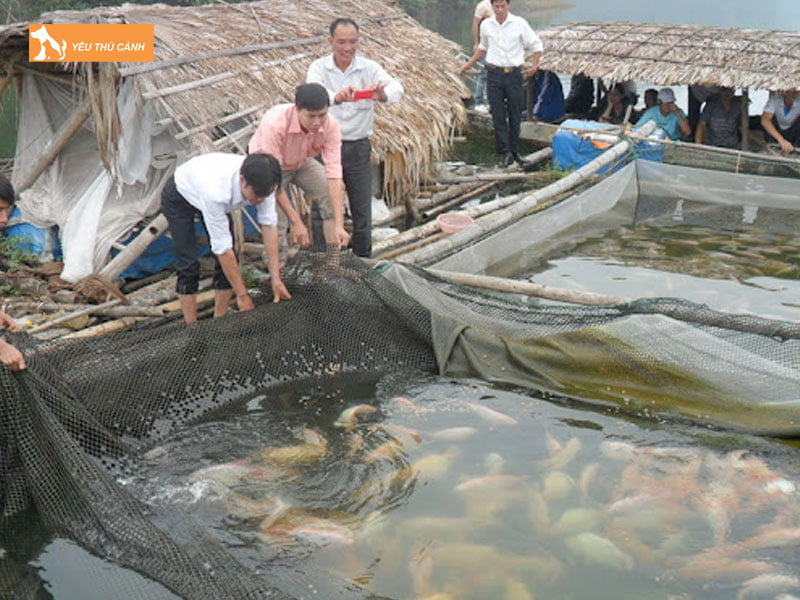 Chuan-bi-ao-nuoi-ca-dieu-hong-thucanh