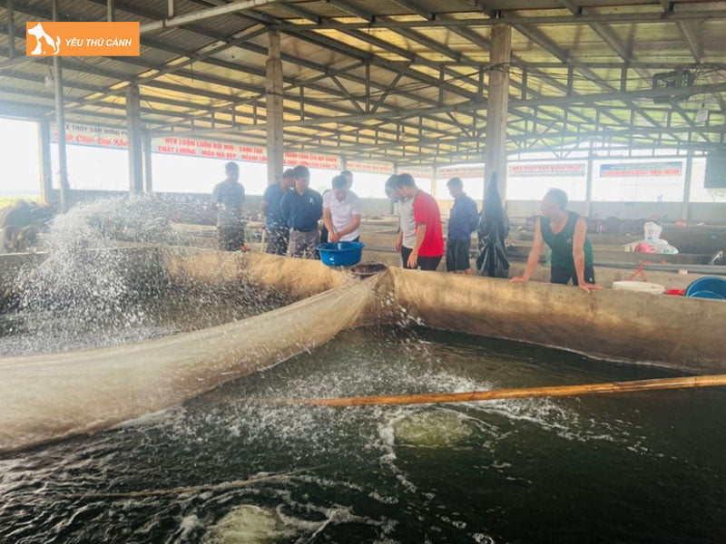 Chuan-bi-ao-nuoi-cho-ca-tram-co-thucanh