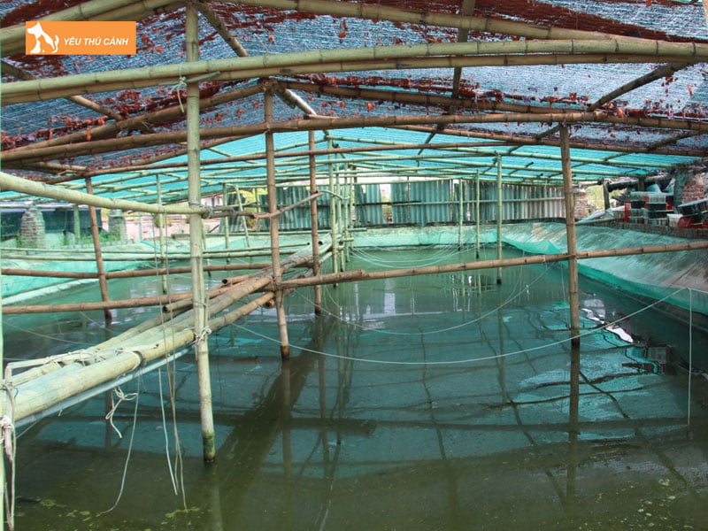 Chuan-bi-ao-nuoi-oc-thucanh