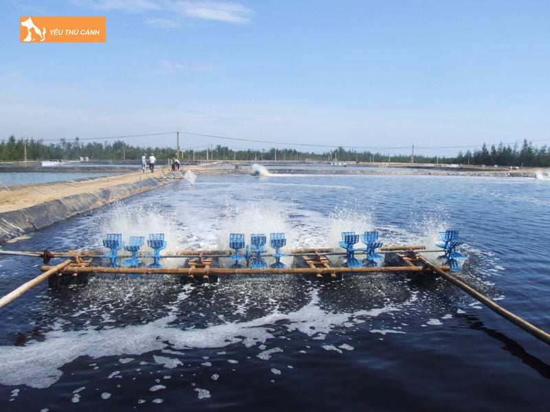 Chuan-bi-ao-nuoi-thucanh