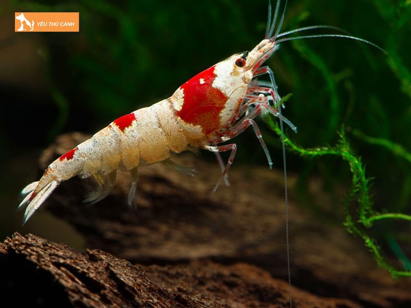 Chuan-bi-be-nuoi-tep-canh-thucanh