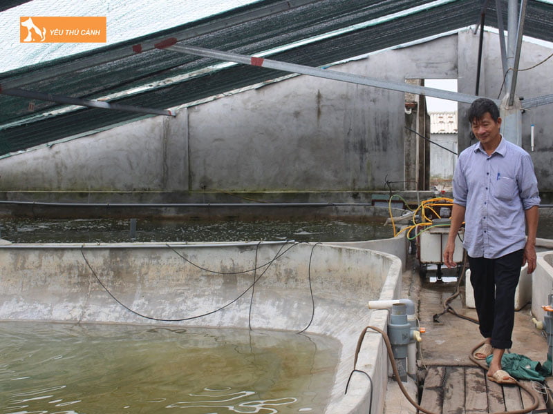 Chuan-bi-be-xi-mang-nuoi-ca-ro-dong-thucanh