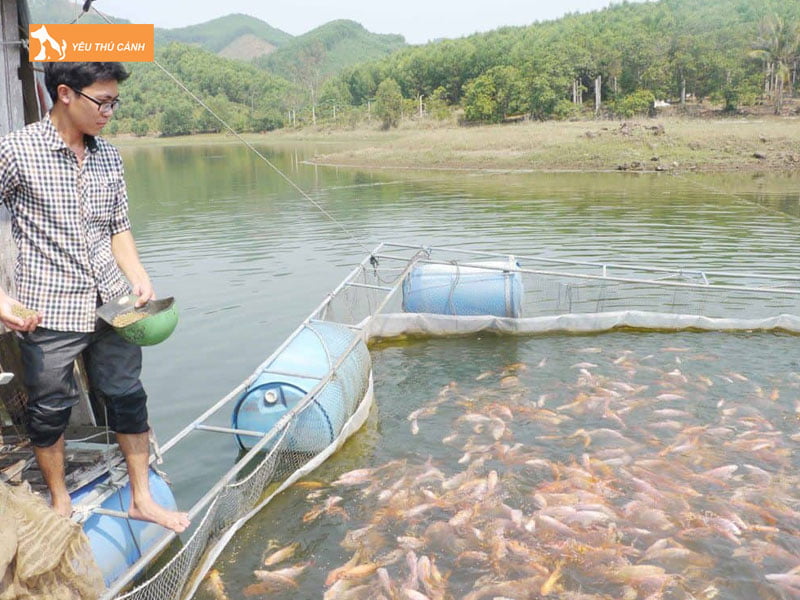 Chuan-bi-ca-giong-thucanh