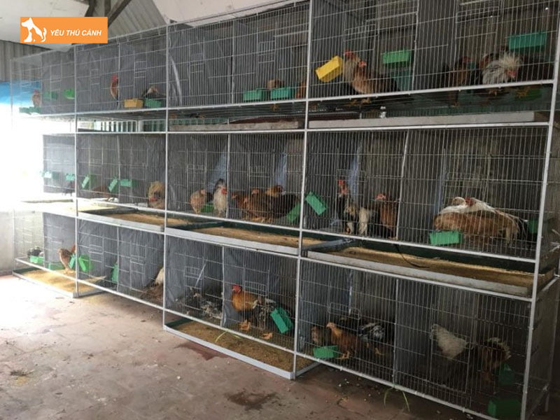 Chuan-bi-chuong-nuoi-ga-tre-thucanh