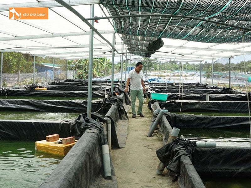 Chuan-bi-nuoi-ca-chach-trong-be-xi-mang-thucanh