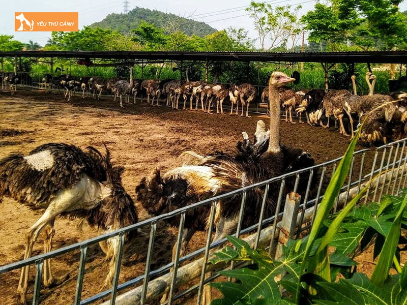 Chuong-nuoi-da-dieu-thucanh