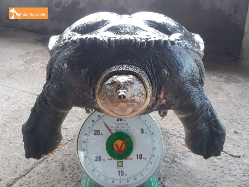 Cua-dinh-la-con-gi-thucanh