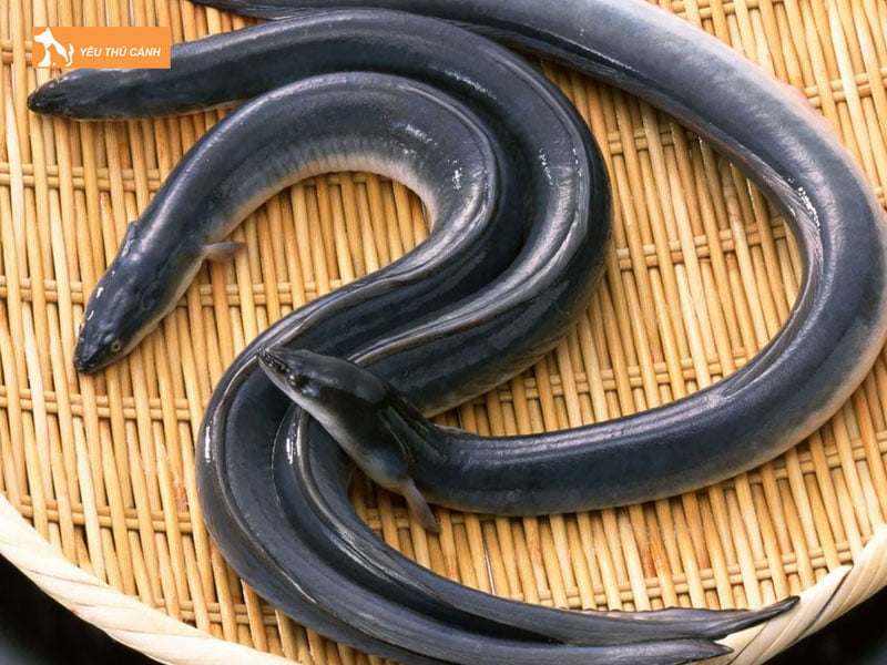 Dac-diem-sinh-hoc-cua-ca-chinh-thucanh