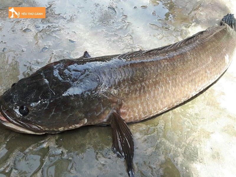 Dac-diem-sinh-hoc-cua-ca-loc-dong-thucanh