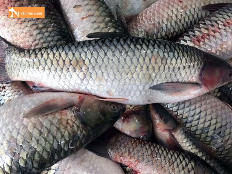 Dac-diem-sinh-hoc-cua-ca-tram-co-thucanh