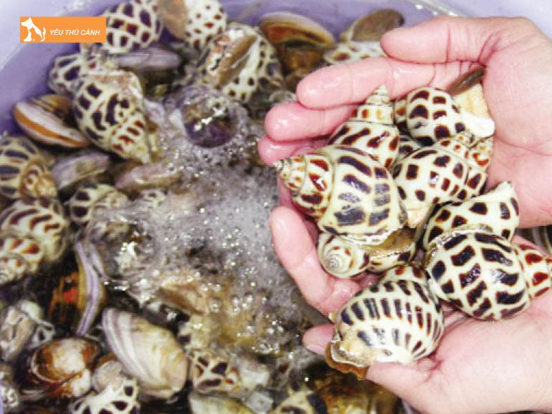 Dac-diem-sinh-hoc-cua-oc-huong-thucanh